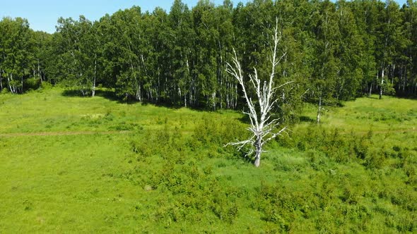 Motorcyclist Rides Alongside Birch