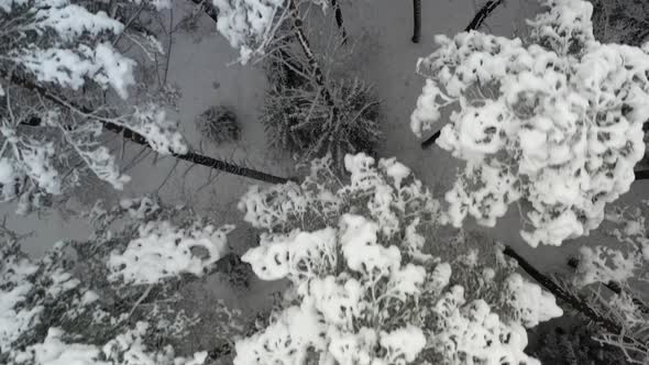 AERIAL: Top Shot of Flying Over Frozen Forest in Nature in Winter Wild Nature