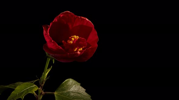 Red hibiscus flower opening and blooming on black background studio time lapse 4k