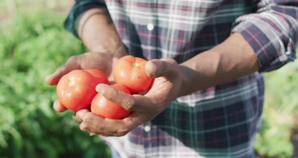 Video of happy african american man holding tomatoes