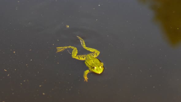Lonely green frog swimming in lake water, slow motion view
