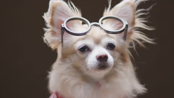 portrait of brown color chihuahua wear red sweater and glasses lap dog animal sitting casual