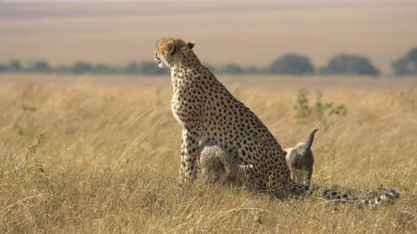 Cheetah with cubs in Maasai Mara National Reserve