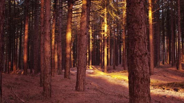 Golden hour in a pine tree forest, timelapse ZOOM IN EASE