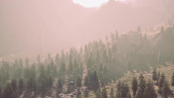 Fir and Other Pine Trees on Mountains on a Sunny End of Summer