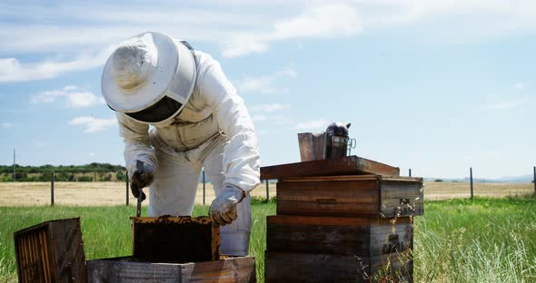 Beekeeper removing honeycomb from beehive in apiary