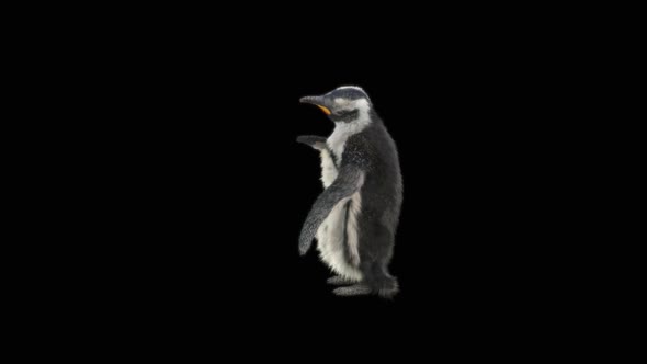 79 Penguin Dancing HD