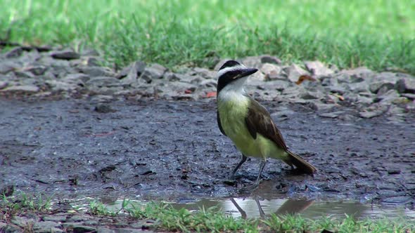 Great Kiskadee bird at a Urban Park during the Coronavirus Pandemic.