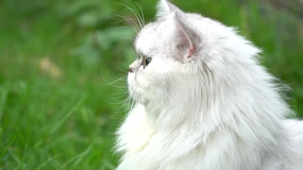 Close Up Of Persian Cat On Green Grass