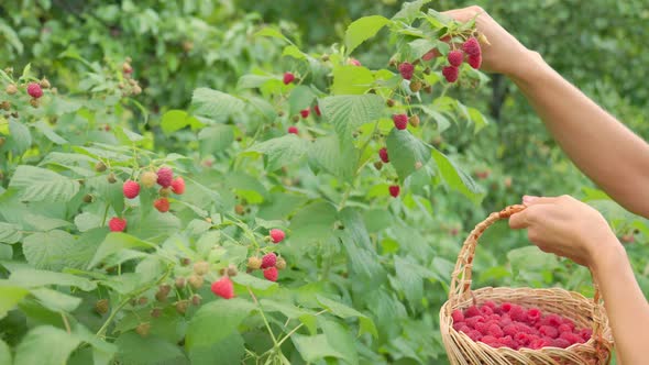 Woman Picks Raspberries