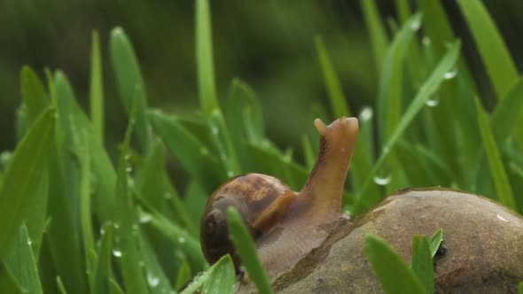 Snail Crawls Along Green Grass In Rain