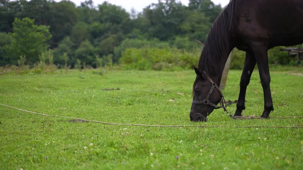 Horse Eating Grass in Slow Motion 100 FPS