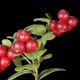 Cowberry Berries Seamless Rotation with Alpha Channel - VideoHive Item for Sale