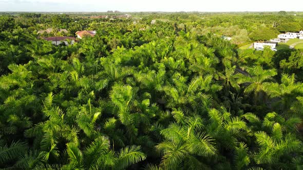 Aerial perspective of a palm three farm in Southern Florida, homestead area