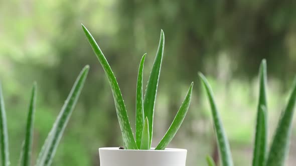 Aloe Vera 28