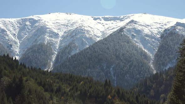 Clean Sunny Day in the Snowy Pine Forest of Siberia