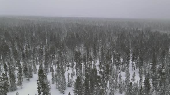 Snowy Forest in Heavy Snowfall Aerial View Top with Winter Panoramic Landscape