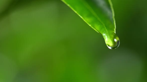 Super Slow Motion Shot of Droplet Falling From Fresh Green Leaf at 1000Fps