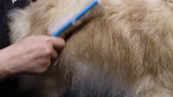 Veterinarian Combs Dog's Fur with Comb in Grooming Salon Closeup