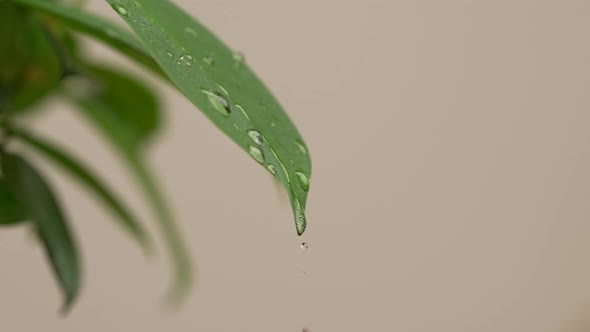 Water Drops on a Leaf 96