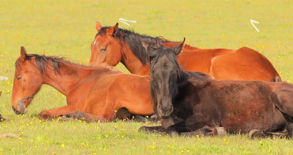 Horses Grazing on a Green Meadow in a Mountain Landscape