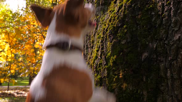 Training the Dog in the Autumn Day Outdoor. Purebred Jack Russell Terrier Playing with Wooden Stick