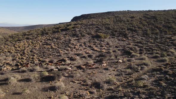 perfect and immaculate drone tracking of a group of wild horses running up a mountain at sunset.