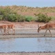 Wild Saiga Antelope or Saiga Tatarica Drinks in Steppe - VideoHive Item for Sale