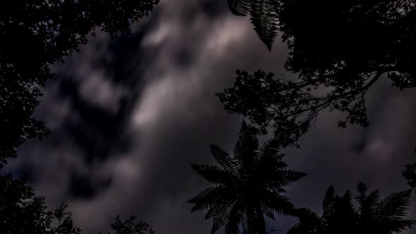 Night sky in rainforest