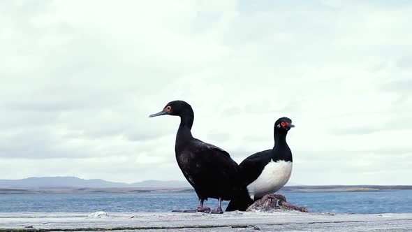 Rock Cormorants on the Falkland Islands (Islas Malvinas).