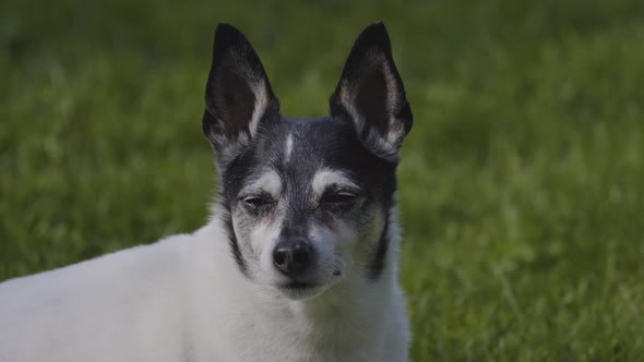 Adorable Toy Fox Terrier Dog Relaxing on Grass Outside