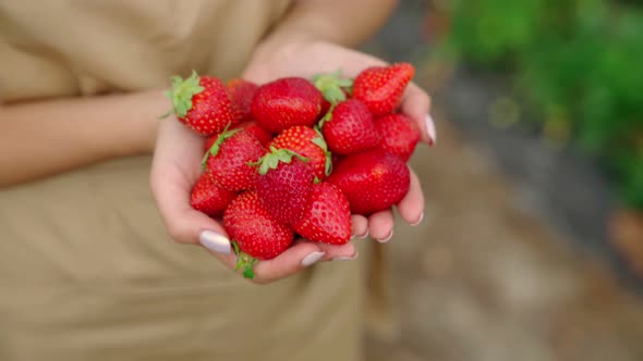 Heap of Fresh Strawberries in Female Hands