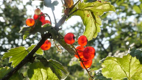 Tilting on healthy fruit  shrub with redcurrant berries close-up 4K 2160p 30fps UltraHD footage - Sh