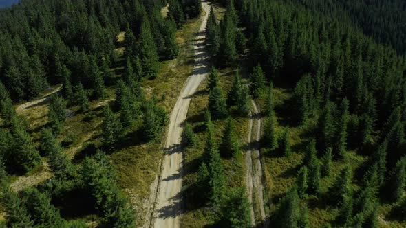 Mountain Timber Path Drone View with Tranquil Peaceful Sequoia Trees Growing