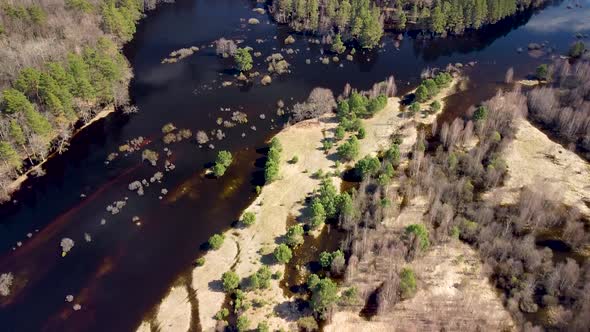 Aerial view of the river between the pines. Flying over a winding riverbed surrounded by treetops