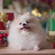 white pomeranian smile and joyful with christmas tree decorating and colorful present gift - VideoHive Item for Sale