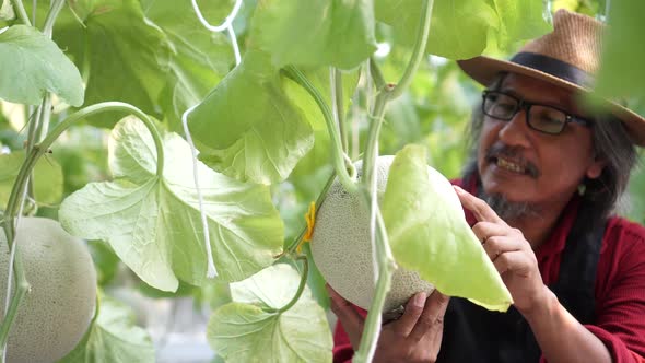 Senior Old Asian Male Farmer Checking Ripe Melon and Giving Thumbs Up Inside Melon Garden Field