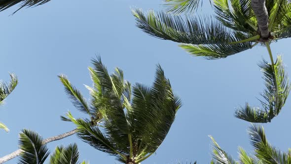 Vertical Shot Mobile Content Background Bottom Up View Tall Green Palm Trees