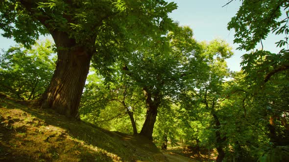 Shadow From Crown of Chestnut Trees Falls on Meadow in Park