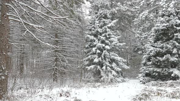 Beautiful winter wonderland in a North American mixed forest during snowfall