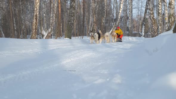 Man Riding in Husky Dogs Sledge in Winter Season