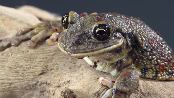 Frog Sitting on a Stone on Wooden Snag in Black Background. Close Up