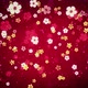 Blossom Chinese New Year 4k - VideoHive Item for Sale