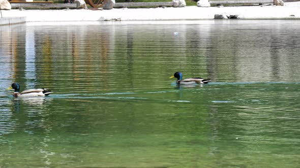 Two ducks in the middle of lake Jasna in Slovenia. Slow motion shot.