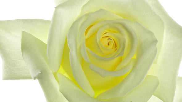 Beautiful Opening White Rose Isolated on White Background
