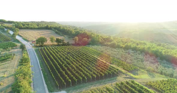 Aerial view of a vineyard in countryside at sunset, Croatia.