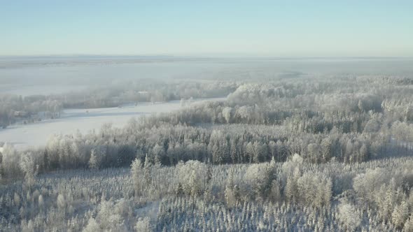 Aerial View of Forest