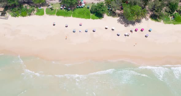 Aerial view umbrellas of green palms on sandy beach during sunset.