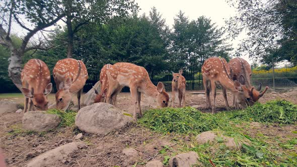 Young Deer Eating Grass. Herd of Young Orange Deer in a White Spot Eating Green Grass