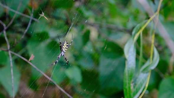 Large Spider Closeup on a Web Against a Background of Green Nature in Forest